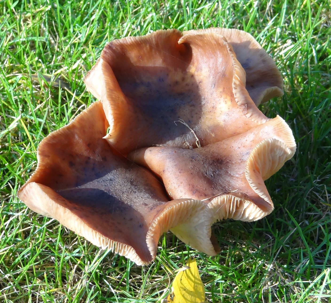 naam van paddenstoel